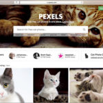 ネコ好きにはたまらない！商用利用無料のネコの写真素材がいっぱいある！ -Pexels Cats