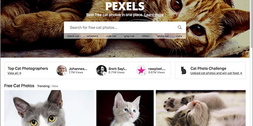 ネコ好きにはたまらない！商用利用無料のネコの写真素材がいっぱいある！ -Pexels Cats