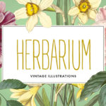 細部まで緻密に描かれたクラシカルなボタニカルアート素材「Vintage Herbarium」