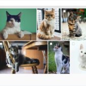 Google Photosのようにオンラインで画像を管理できるオープンソースの代替アプリ・「ImageStore」