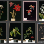 膨大な数の植物のコラージュが公開！ 70代のアーティストが作成した、繊細で美しい植物のコラージュ -Mary Delany
