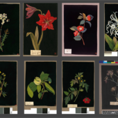 膨大な数の植物のコラージュが公開！ 70代のアーティストが作成した、繊細で美しい植物のコラージュ -Mary Delany